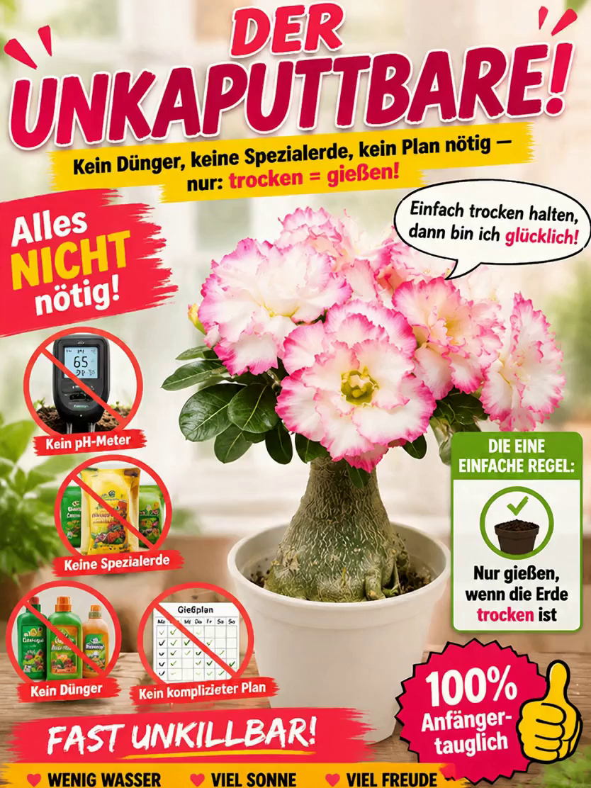 Wüstenrosenzwiebel für Anfänger, 99% Überlebensrate, 300 Tage Blüte, 100 Jahre Lebensdauer