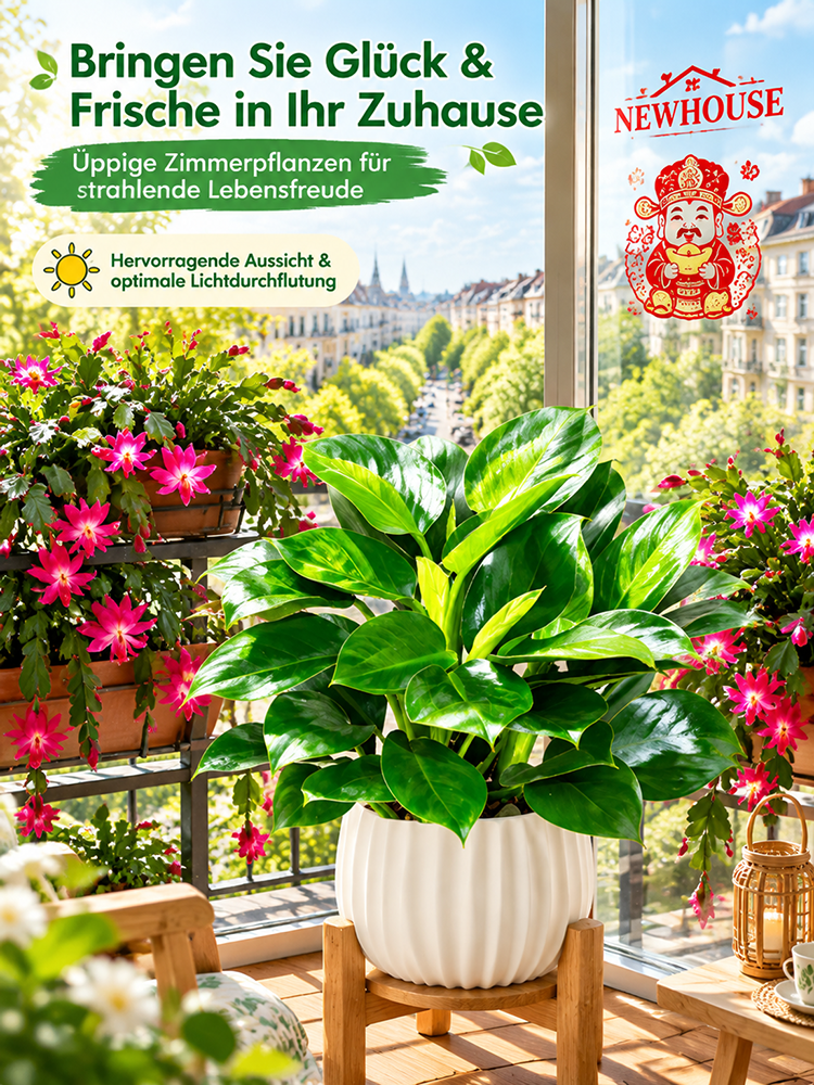 🍃✅Philodendron “Imperial” mit 99% Überlebensrate! 50x stärkere Luftreinigung! 