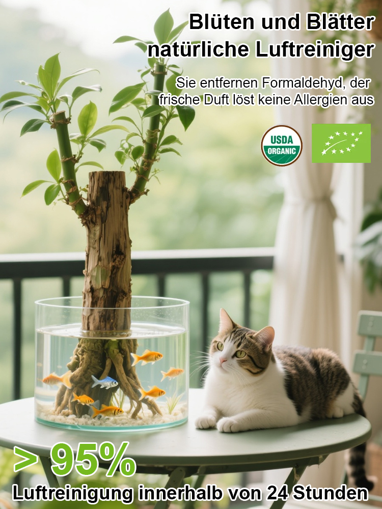 💦🎍Lebt nur mit Wasser: Ganzjährig blühendes brasilianisches Glücksholz