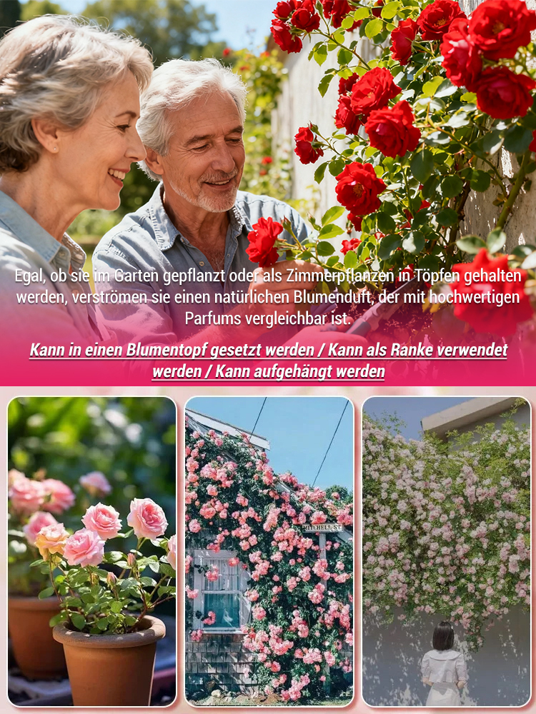 Jährlich blühende Kletterrosensamen