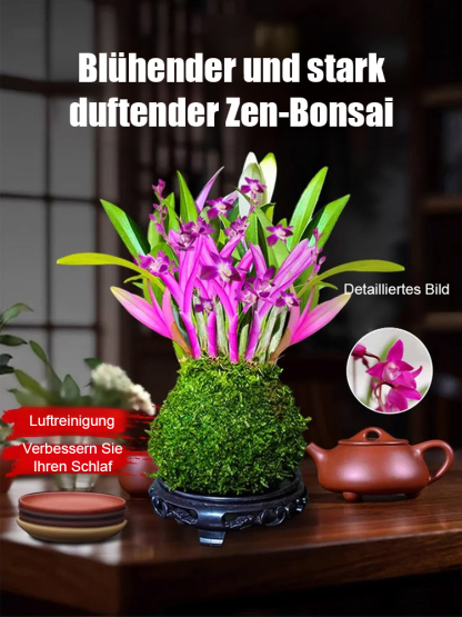 【Schön anzusehen, leicht zu pflegen, duftend blühend】Bunte Duft-Orchidee (Dendrobium) im Topf