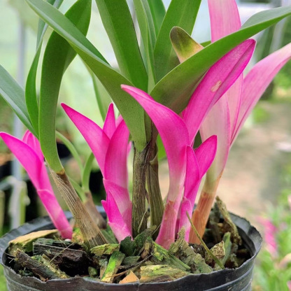 【Schön anzusehen, leicht zu pflegen, duftend blühend】Bunte Duft-Orchidee (Dendrobium) im Topf