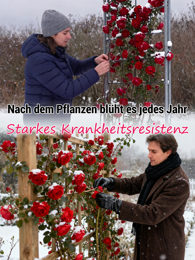 Jährlich blühende Kletterrosensamen