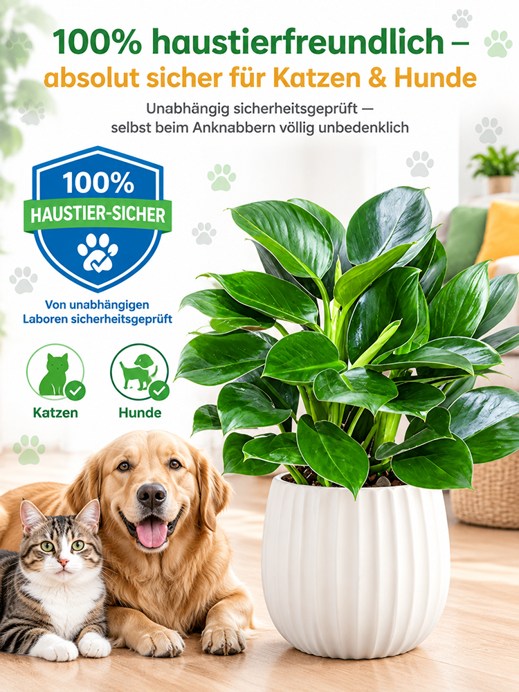 🍃✅Philodendron “Imperial” mit 99% Überlebensrate! 50x stärkere Luftreinigung! 