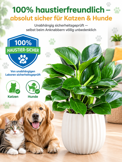 🍃✅Philodendron “Imperial” mit 99% Überlebensrate! 50x stärkere Luftreinigung! 