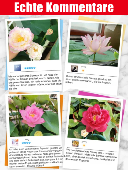 【Normale Blüte bis -20℃ möglich】Winter-Zierlotussamen für die Hydrokultur