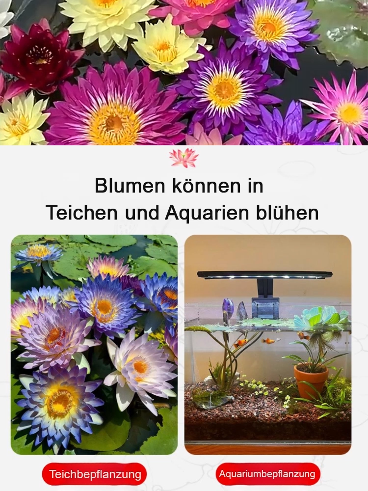 🎉💐Bodenlose hydroponische mehrfarbige Seerosen-Samen