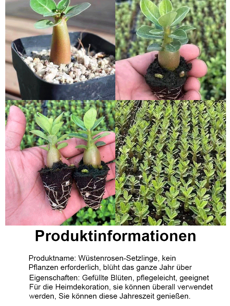 🌹💐【Mit Wasser gedeiht es 100 Jahre】Wüstenrosen-Zwiebelblume