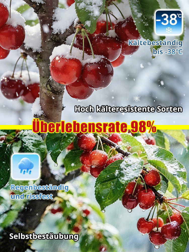 【100% Anwachsgarantie】 4J XXL Regina Süßkirschbaum | Kräftige 2-jährige Setzlinge 