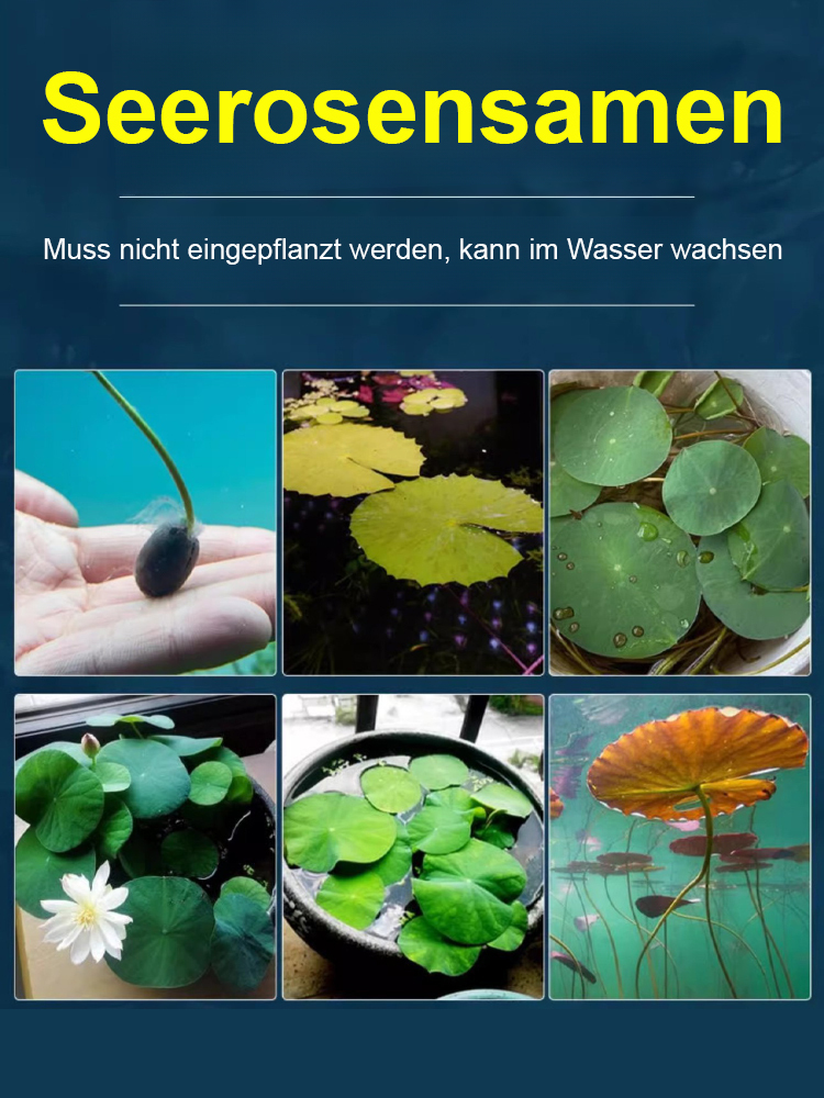 🎉💐Bodenlose hydroponische mehrfarbige Seerosen-Samen