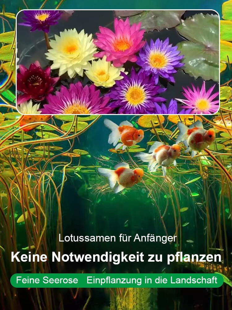 🎉💐Bodenlose hydroponische mehrfarbige Seerosen-Samen