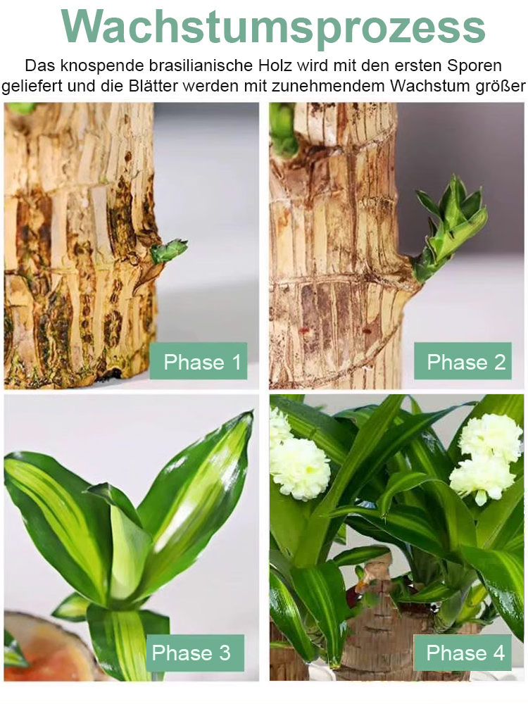 💦🎍Lebt nur mit Wasser: Ganzjährig blühendes brasilianisches Glücksholz