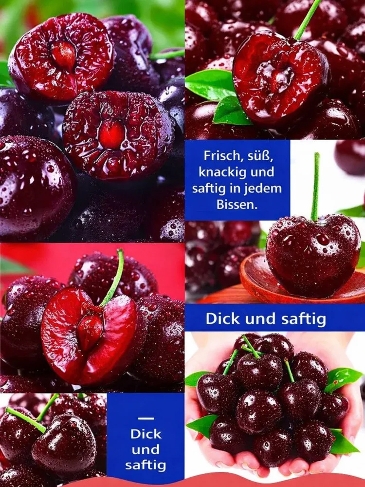 【100% Anwachsgarantie】 4J XXL Regina Süßkirschbaum | Kräftige 2-jährige Setzlinge 