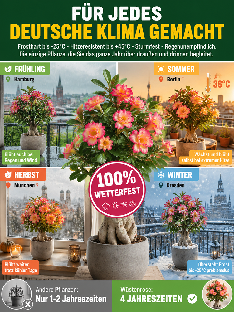 Wüstenrosenzwiebel für Anfänger, 99% Überlebensrate, 300 Tage Blüte, 100 Jahre Lebensdauer