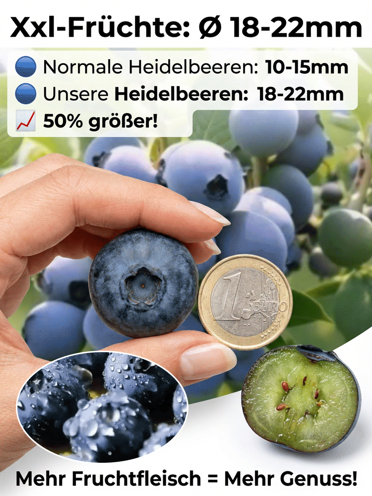 [PFLANZSAISON-ANGEBOT] Zweijährige Premium-Heidelbeer-Setzlinge aus dem Alten Land