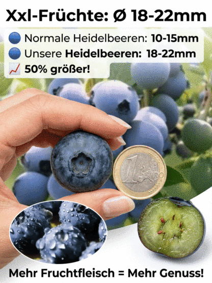 [PFLANZSAISON-ANGEBOT] Zweijährige Premium-Heidelbeer-Setzlinge aus dem Alten Land
