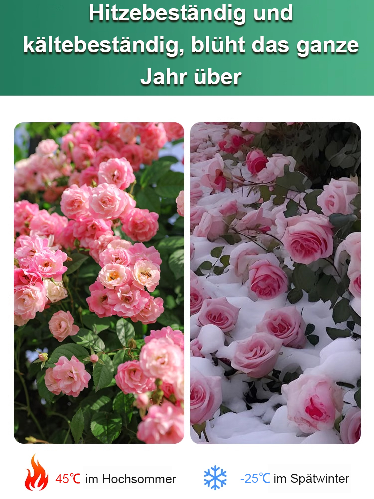 🌹💐【Mit Wasser gedeiht es 100 Jahre】Wüstenrosen-Zwiebelblume