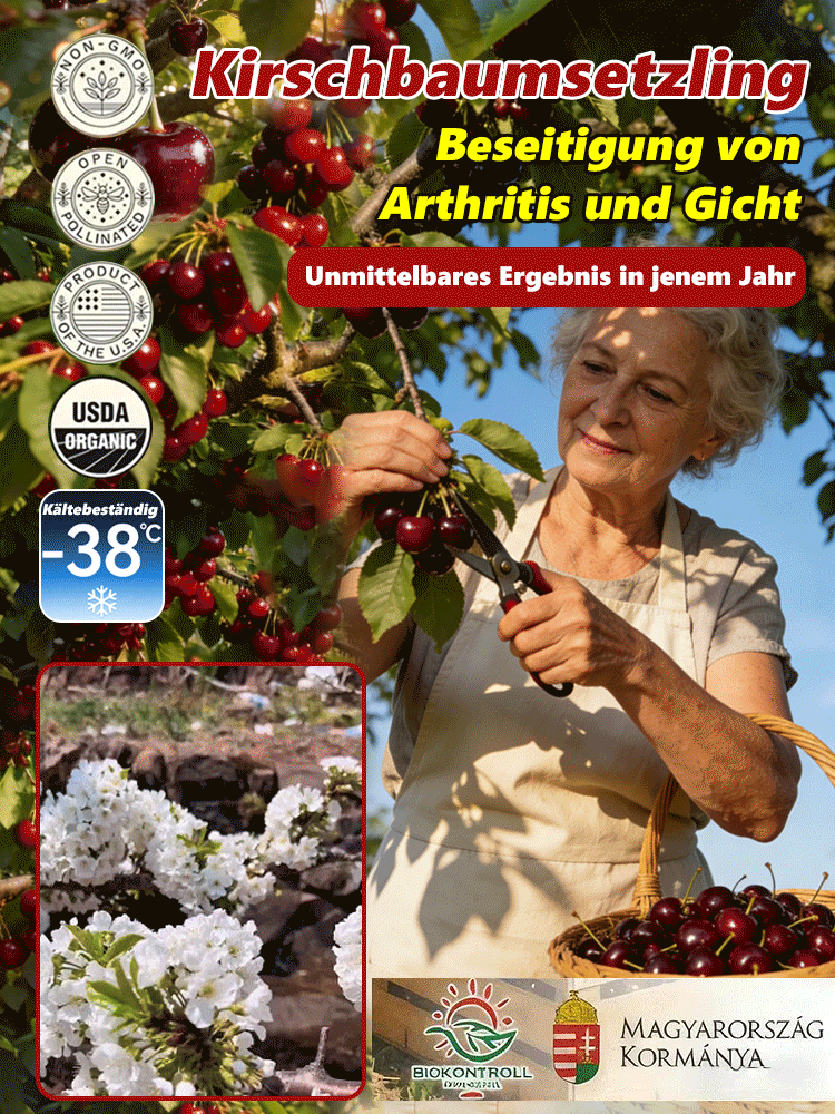 Veredelte Premium-Säulenkirsche–Erntebereit ab Mai | Winterhart & Selbstfruchtend！