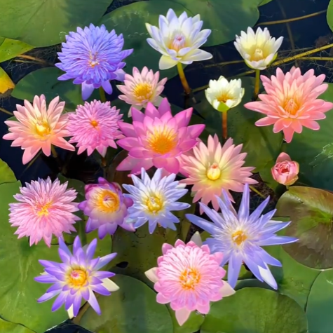 Züchte Monets Meisterwerk zu Hause: Bodenlose hydroponische mehrfarbige Seerosen-Samen.