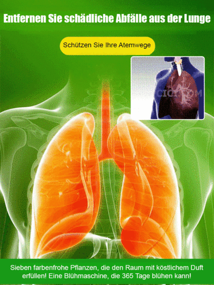 【Schön anzusehen, leicht zu pflegen, duftend blühend】Bunte Duft-Orchidee (Dendrobium) im Topf