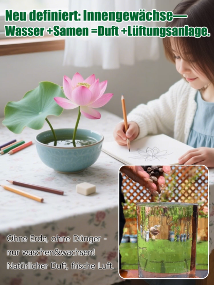 【Normale Blüte bis -20℃ möglich】Winter-Zierlotussamen für die Hydrokultur