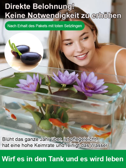 🎉💐Bodenlose hydroponische mehrfarbige Seerosen-Samen
