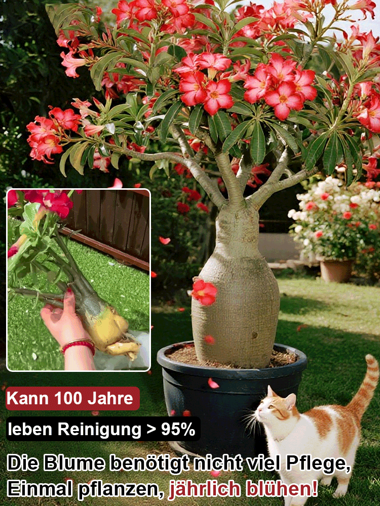 🌹💐【Mit Wasser gedeiht es 100 Jahre】Wüstenrosen-Zwiebelblume