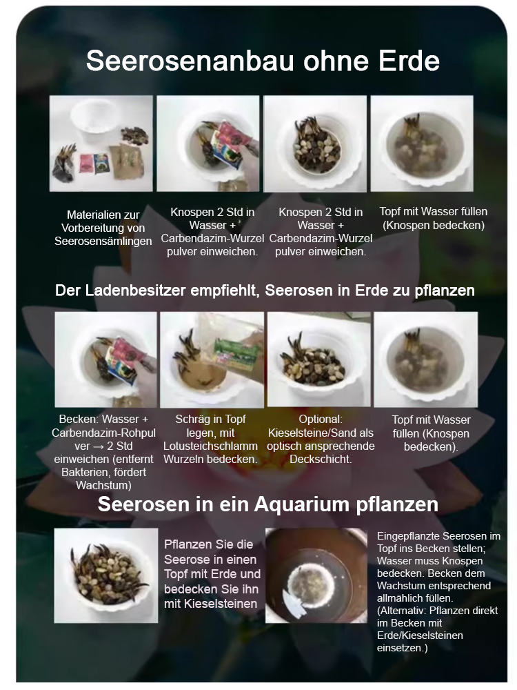 🎉💐Bodenlose hydroponische mehrfarbige Seerosen-Samen