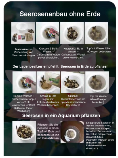 🎉💐Bodenlose hydroponische mehrfarbige Seerosen-Samen