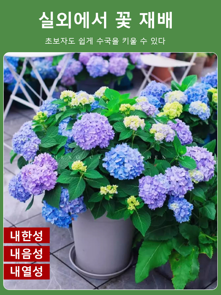 사계절 개화 수국 씨앗