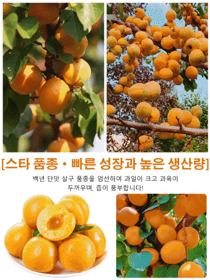 살구나무 특대형 접목 묘목