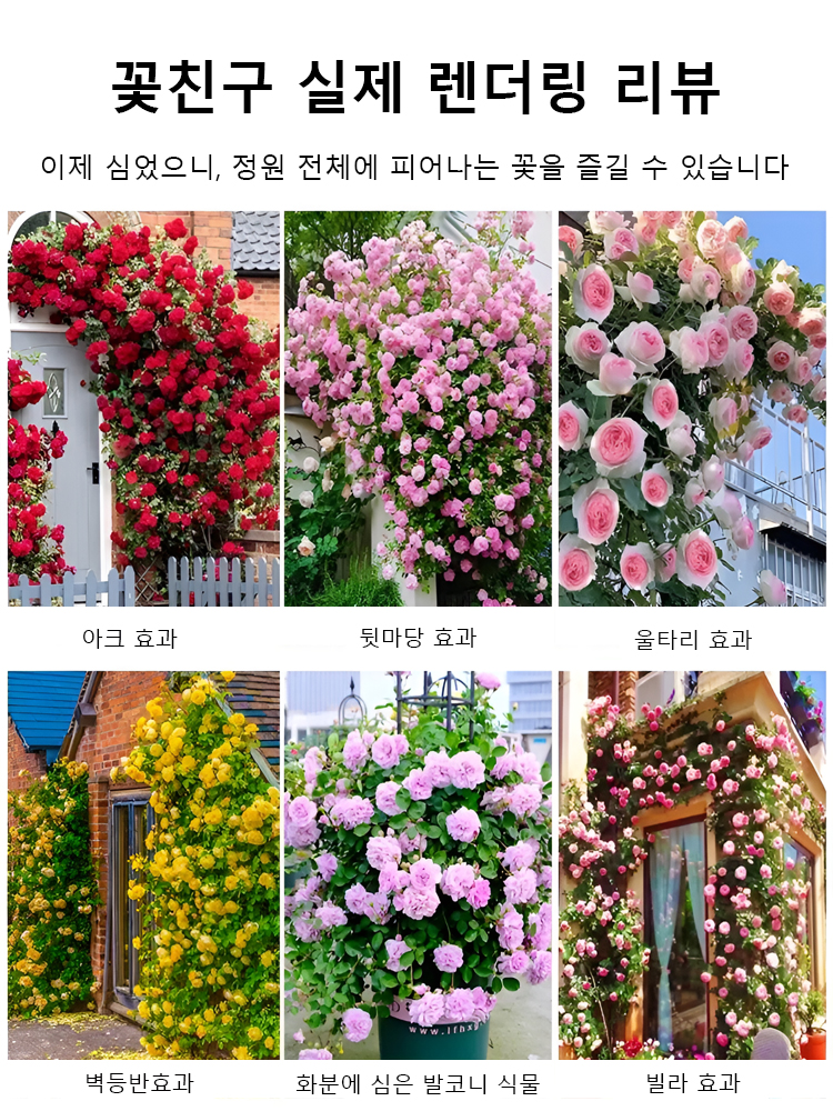 【연중 개화】덩굴 장미 씨앗