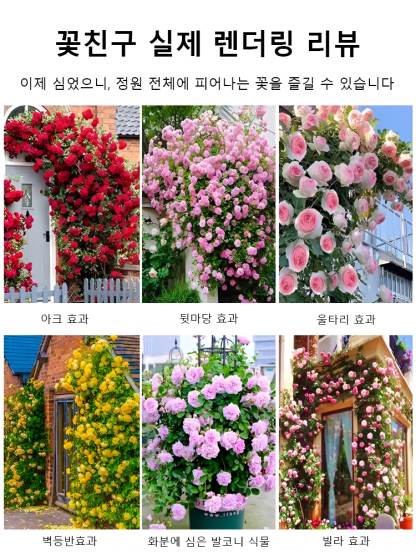 【연중 개화】덩굴 장미 씨앗