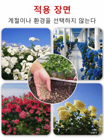 꽃과 다채로운 장미 씨앗을 뿌리다