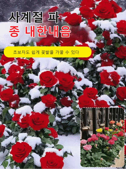 꽃과 다채로운 장미 씨앗을 뿌리다