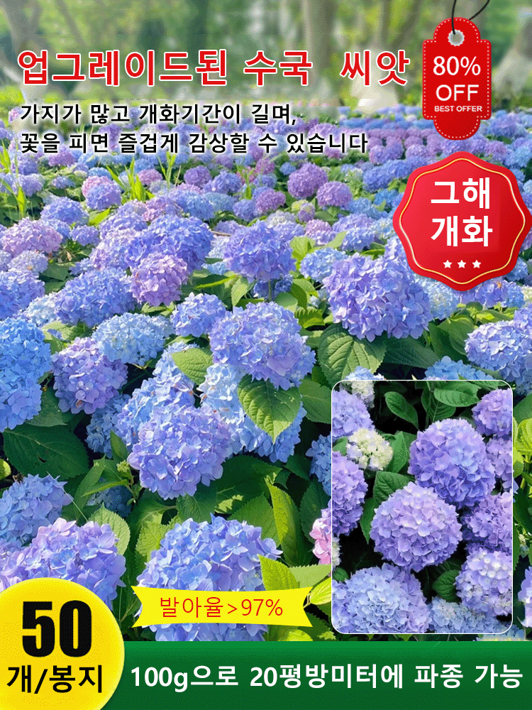 사계절 개화 수국 씨앗
