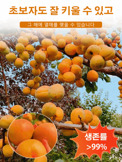 살구나무 특대형 접목 묘목