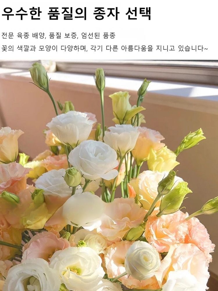 꽃과 다채로운 장미 씨앗을 뿌리다