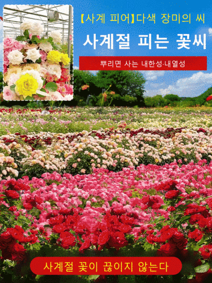 꽃과 다채로운 장미 씨앗을 뿌리다