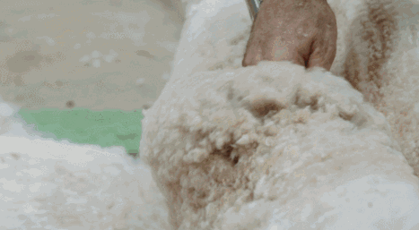 d0757ac1f78d5924e7c01b29a063a9d2.gif