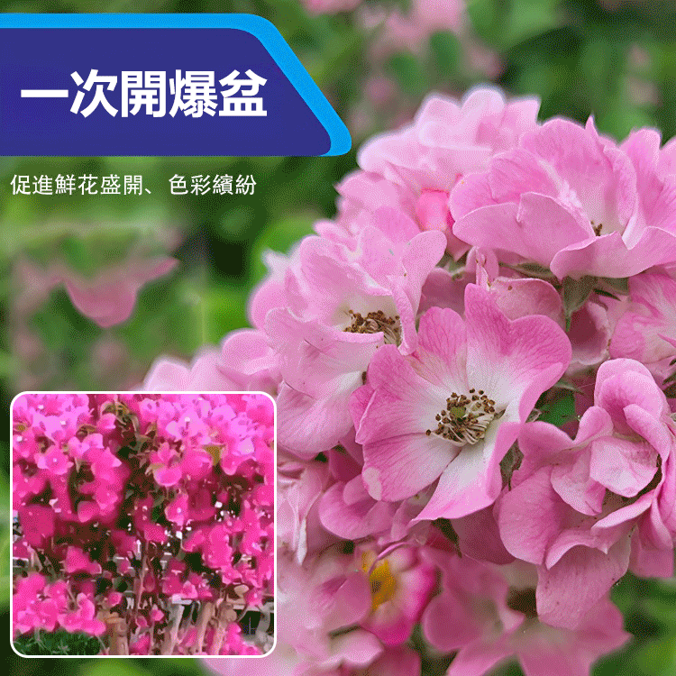 【崔蕾促花】快速開花粉