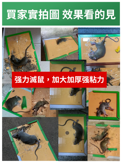 家用強力膠黏鼠板