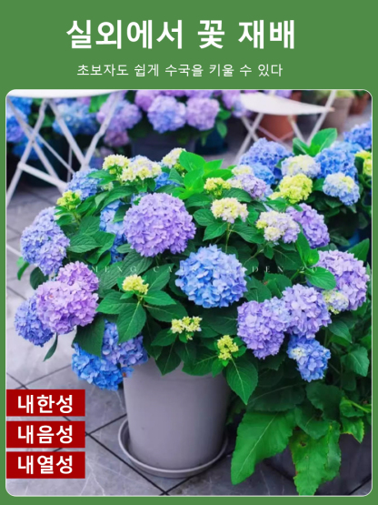 사계절 개화 수국 씨앗