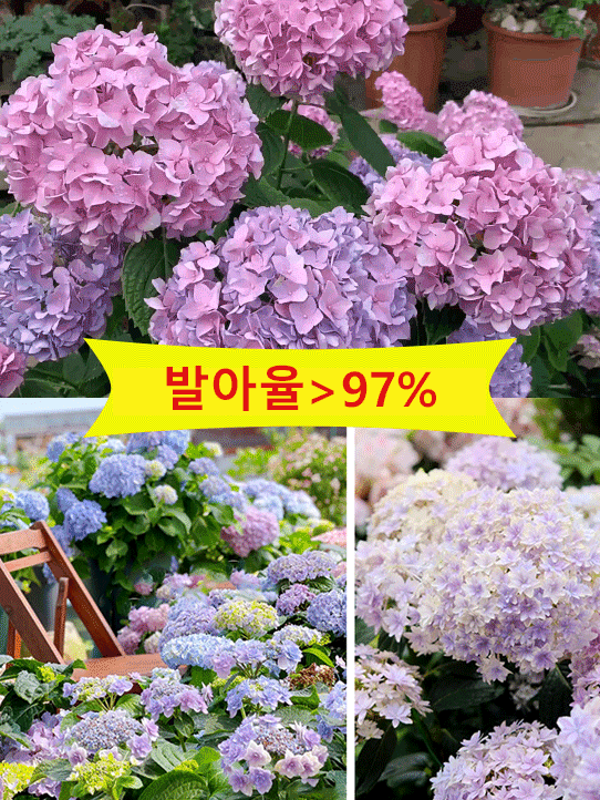 사계절 개화 수국 씨앗