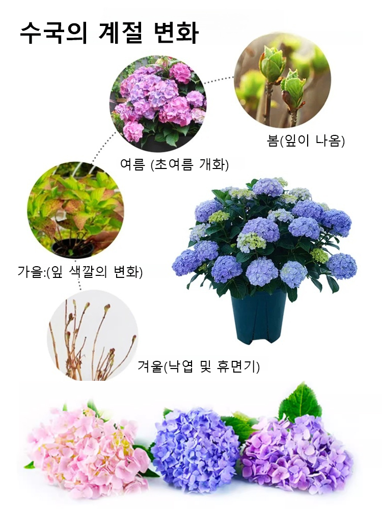 사계절 개화 수국 씨앗