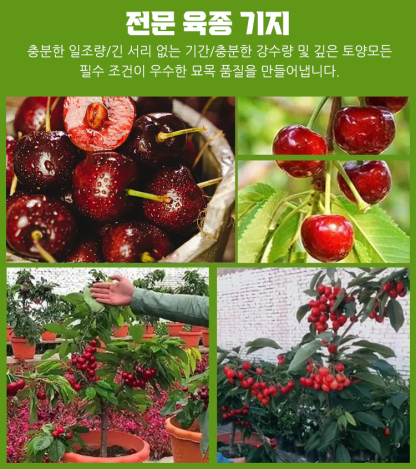 전수입 칠레산 체리 씨앗 
