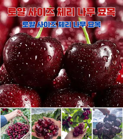 전수입 칠레산 체리 씨앗 