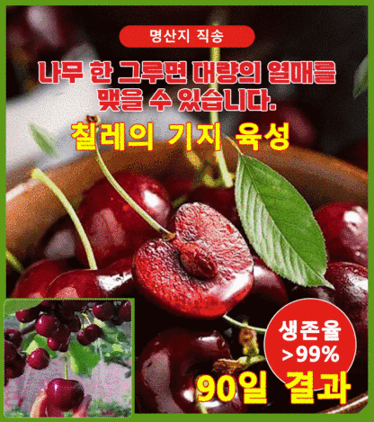 전수입 칠레산 체리 씨앗 
