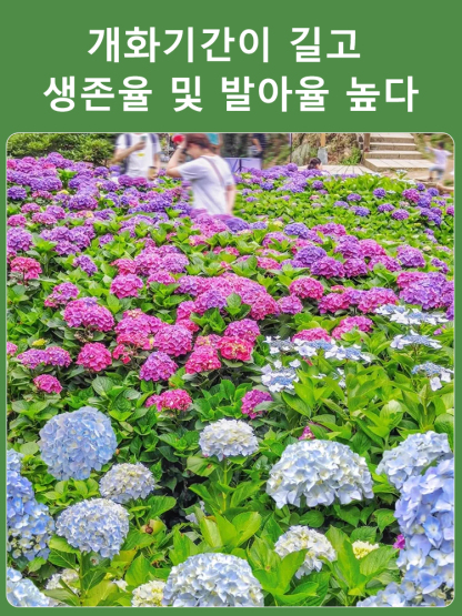 사계절 개화 수국 씨앗