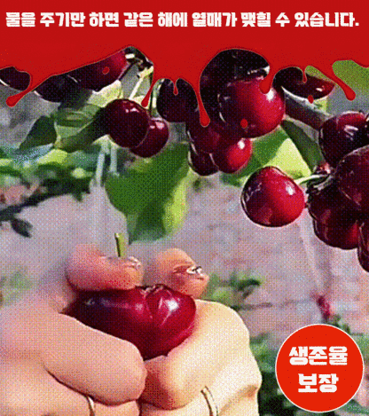 전수입 칠레산 체리 씨앗 